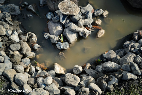 biodiverseed:Stormwater Pond and Mallard HouseDenmark // Zone 8Many things have come together over t