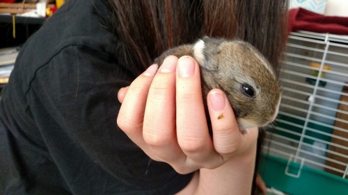 san-tokii:All of the babies have opened their eyes now! Follow for more baby bunnies!