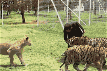 Tiger likes to play rough. [video]