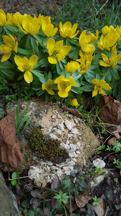 The first flowers of spring appeared in my garden today