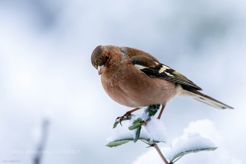 Buchfink/Finch in the snow by SigrunBrueggenthies