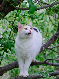 mostlycatsmostly:  My Little Kitty Cat, Half Pint (by Jeff Brough)