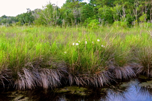 Nature walks in North Carolina