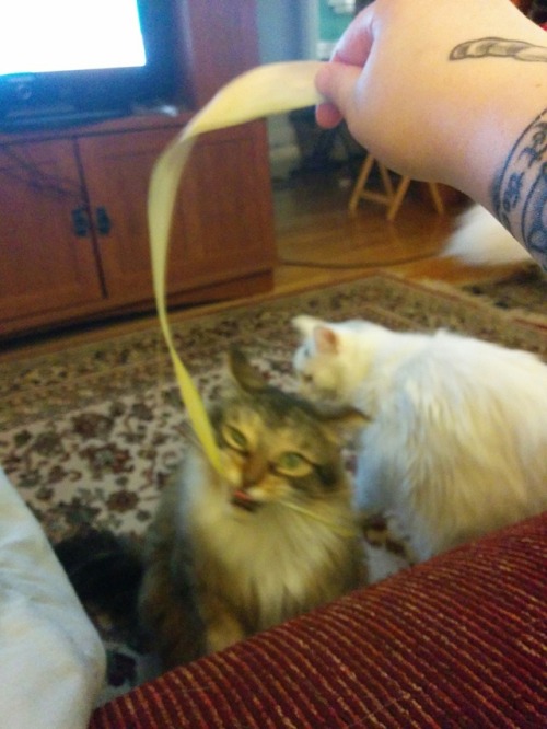 unflatteringcatselfies:Turns out they like palm fronds more than any of the toys we’ve bought them…