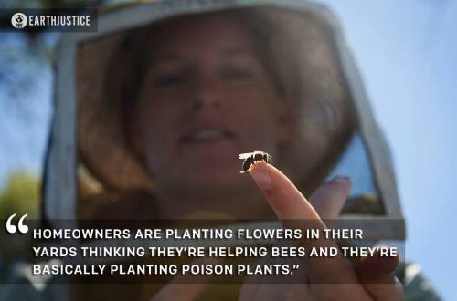  #SAVETHEBEES GARDENERS BEWARE: Many of the plants you buy at Home Depot and Lowe’s may be treated with bee-killing neonictinoids. Because there’s no clear labeling, many good-intentioned gardeners end up poisoning the very bees they are trying to