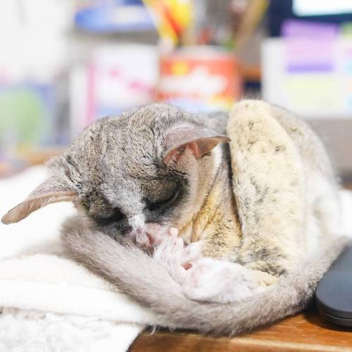 Pizzatoru the bushbaby is my new fav -