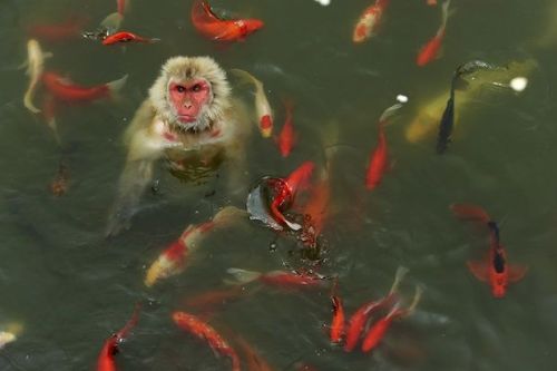 Teach a Monkey to Fish&hellip; It&rsquo;s not exactly an interspecies friendship, but this m