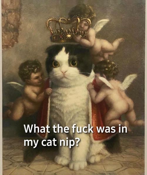 memethroughtime:  Catnip