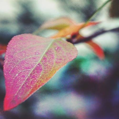#nature #naturephotography #leaf #colorful (at Tallahassee, Florida)