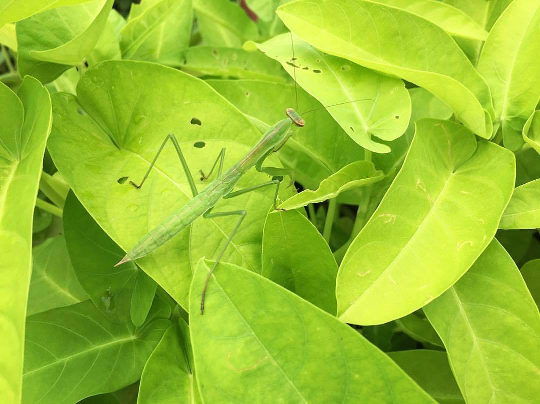 Praying Mantis on Water Spinach. #ipomoeaaquatica #raumuong #waterspinach #prayingmantis (at Newtown Square, Pennsylvania)