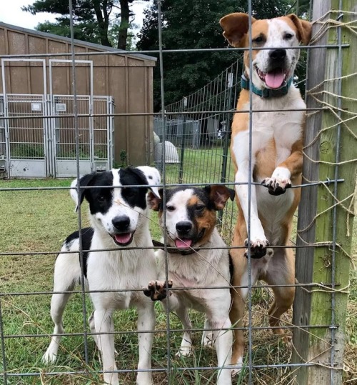 These 3 gorgeous boys were rescued from a terrible living environment where they were kept locked in