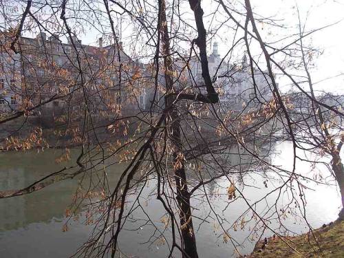 Trees along a pond in the city Wroclaw, Poland.