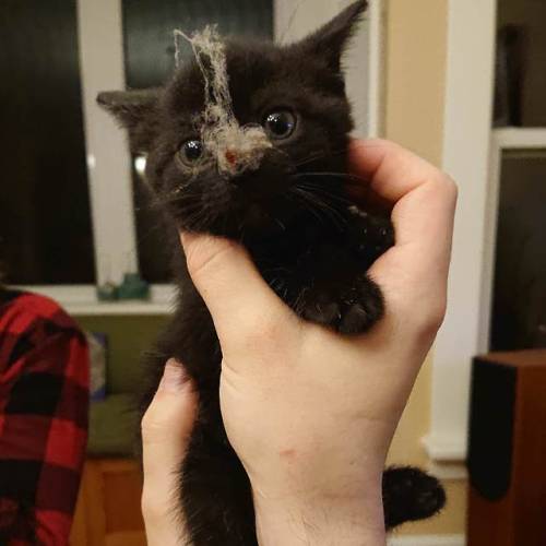 cutekittensarefun:My foster kitten hunted and caught a dust bunny