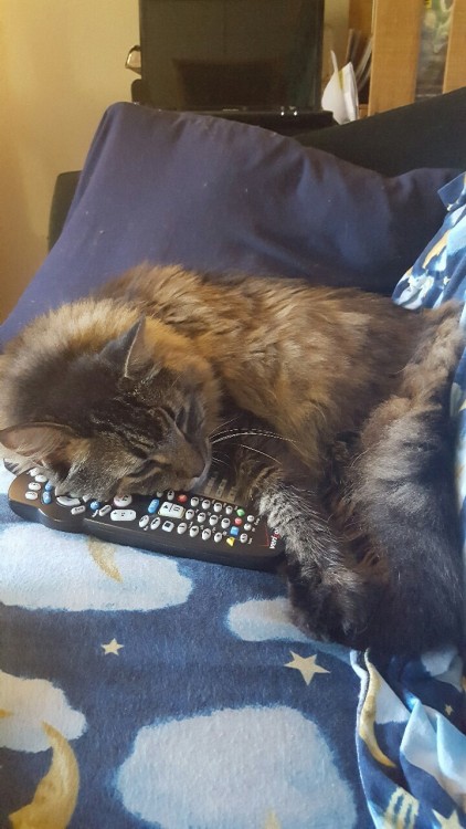 Apparently I’m not allowed to change the channel.(submitted by @wonderlanddreams13)