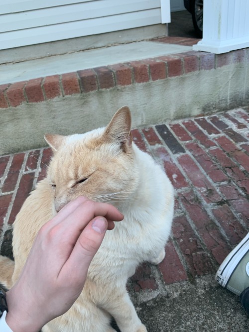 Theres Like 12 Cats In The Blocks Surrounding My Neighborhood And I Don't Know Where They're Coming From.