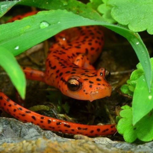Cave Salamander(Eurycea Lucifuga), Family Plethodontidae, KY, USA