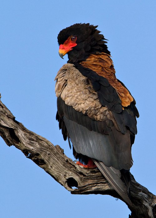 end0skeletal: The bateleur eagle is endemic to Africa and small parts of Arabia. It is a medium-size