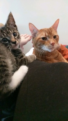 Unflatteringcatselfies:  The Bub Has New Friend. Her Name Is Bitey. She Bites Alot,