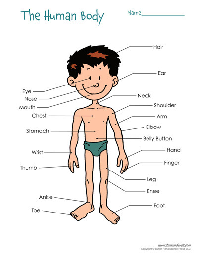 tim-van-de-vall-free-printable-human-body-diagram-for-kids