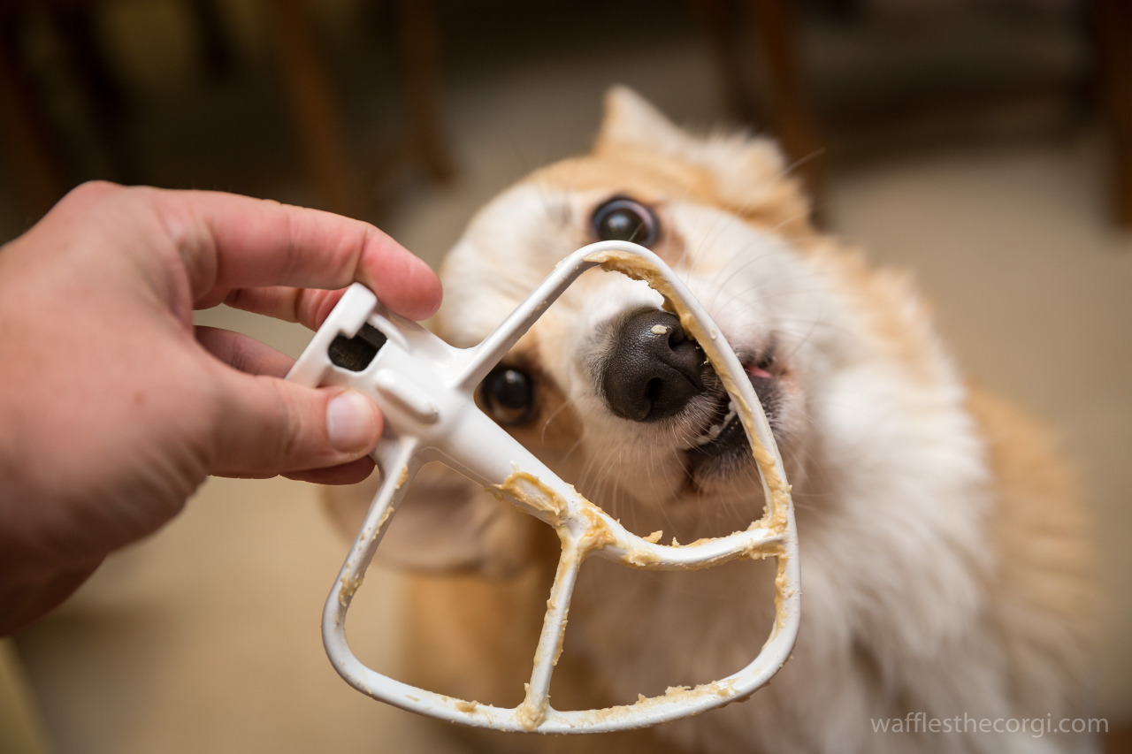 wafflesthecorgi:  Corgi Heaven / Peanut Butter broke my corgi. 