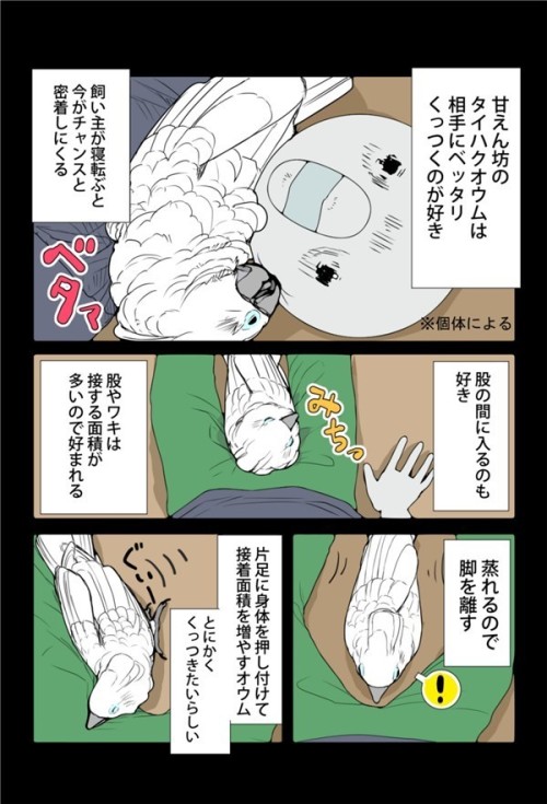 onibi-onibi:  オウムは今日も考えている(279) 甘えん坊チャンス | マイナビニュース