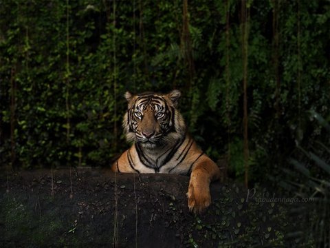 funnywildlife: Sumatran Tiger enjoying the day in Indonesia by Prabu Dennaga