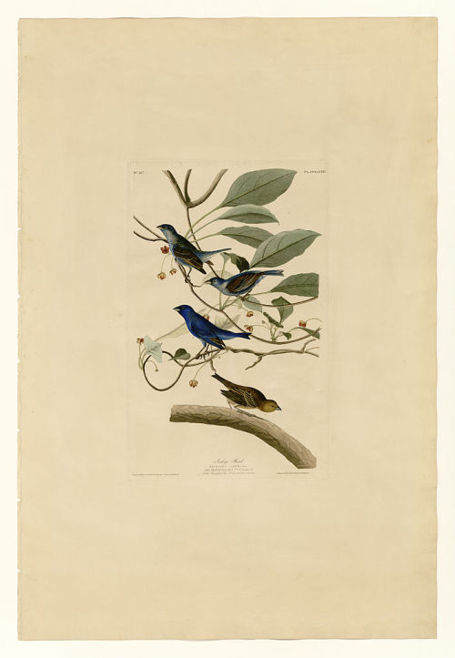 Plate 74 Indigo Bird, John James Audubon