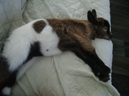 My BB House Goat Neli Kits (was Abandoned By Mother) And The Queen Of The House Tawny The Cat And The