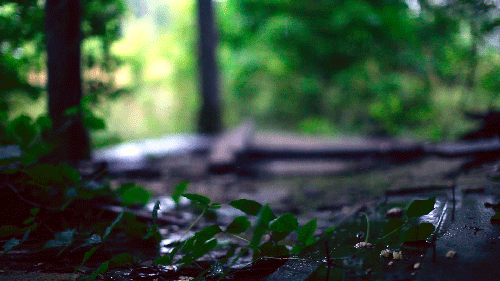 aurumnorthwood:  Leaves under the rain. 