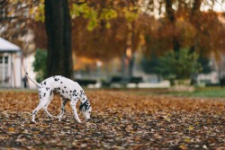 handsomedogs:   Dog & Colors / / Luigi