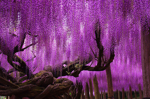 Sex asylum-art:  This 144-Year-Old Wisteria In pictures