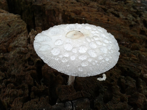 white mushroom