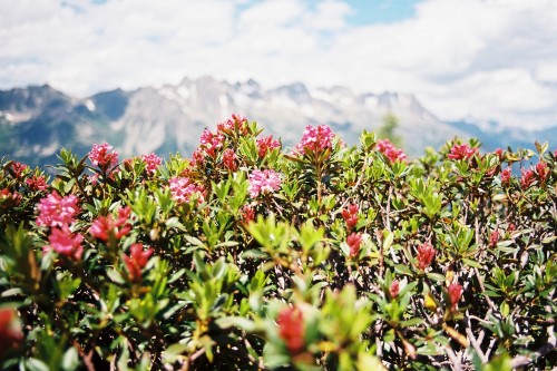 travelsofabrokegirl:  Friends and Flowers in the French Alps 