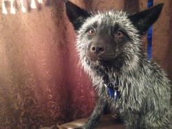 lilfaux:  maythefoxbewithyou:  Post bath