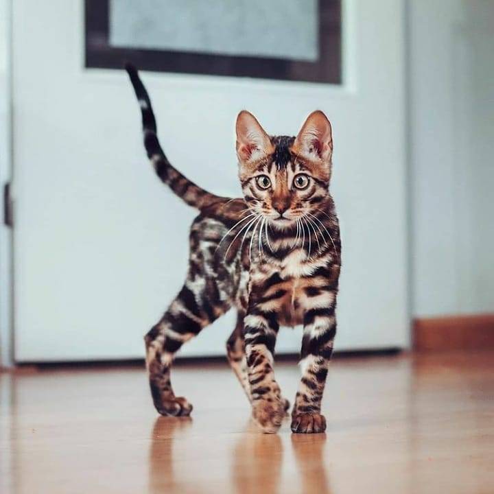 Chatons Explore Tumblr Posts And Blogs Tumgir Chatons Explore Tumblr Posts And Blogs Tumgir