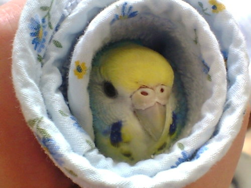 budgie-research: towel