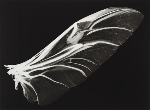 iamjapanese:  gacougnol:  Kazuyuki SoenoFossil of Light  SOENO Kazuyuki （添野 和幸 Japanese, b.1968） 