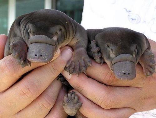 everythingfox: little platypuses