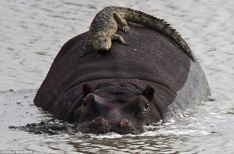 animals-riding-animals: crocodile riding hippo 