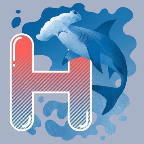 H is for… Hammerhead Shark!