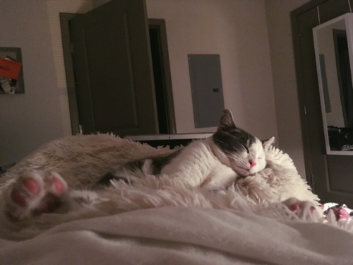 je-suis-chillin:look at those toe beans