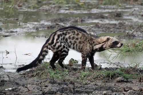 An African Civet (Civettictis Civetta) By The Bahr Dikere In Zakouma National Park, Chad