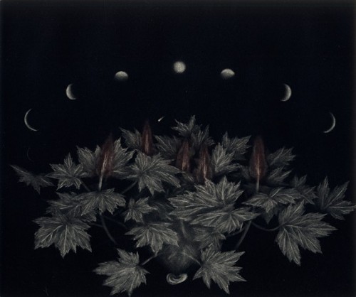 Karinna Gomez (Fairbanks, AK) - Devil’s Club and Comet, 2013  Mezzotint