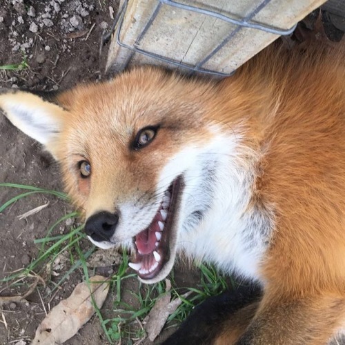 everythingfox: Heeeyyy