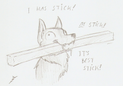 shootingstarsafterdark:  Visited family and this is their lovely German Shepard Falko. A very beautiful dog, but not the brightest especially when it comes to his favourite play stick. Which is always the biggest stick around. He refuses to share it with