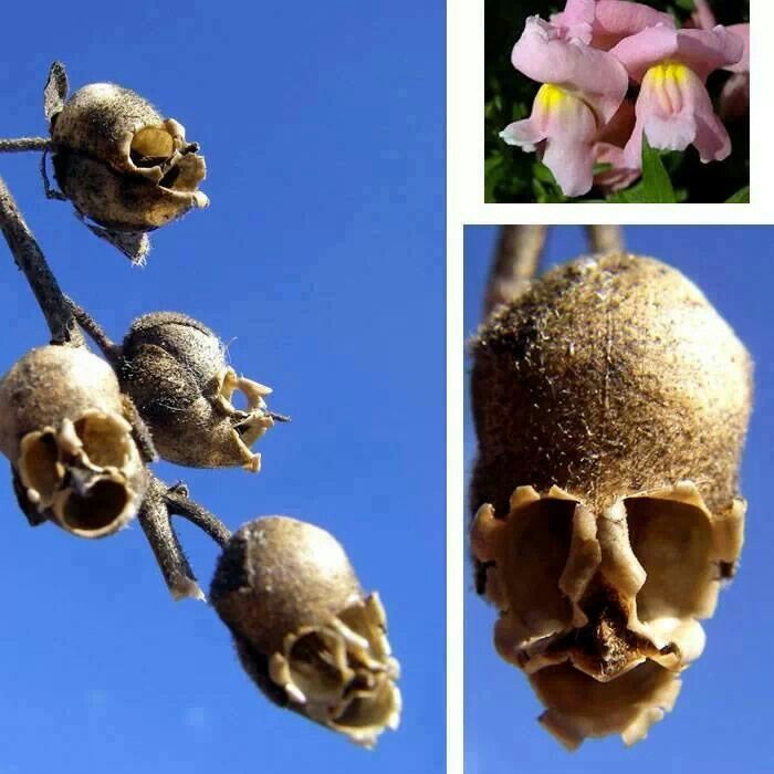 Thisflower is known as the Antirrhinum. Once the flower dies, the seed pod begins