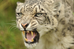bigcatkingdom:  Snow Leopard Growling (by
