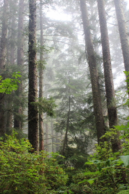 bright-witch:Persephone’s Sanctuary◈ Pacific Northwest photography by Michelle N.W. ◈ ◈ Print Shop ◈