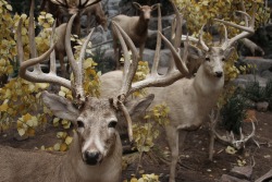 journeymancreativejournal:  Deer 