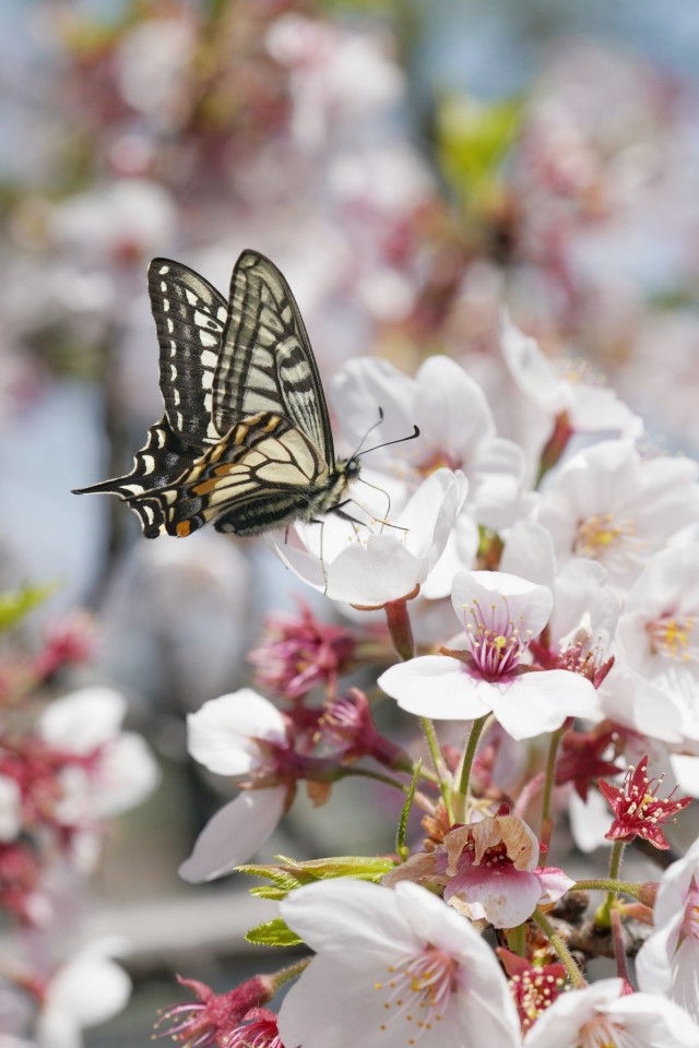 Porn Pics konosakanoboru:チョウチョが桜の花にとまっていました。